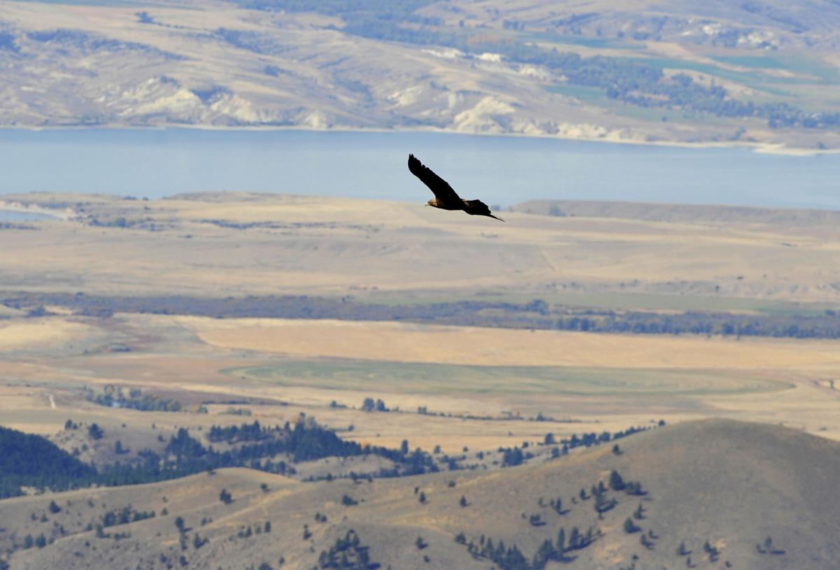 Hundreds Of Golden Eagles Migrate Through Montana Mountains