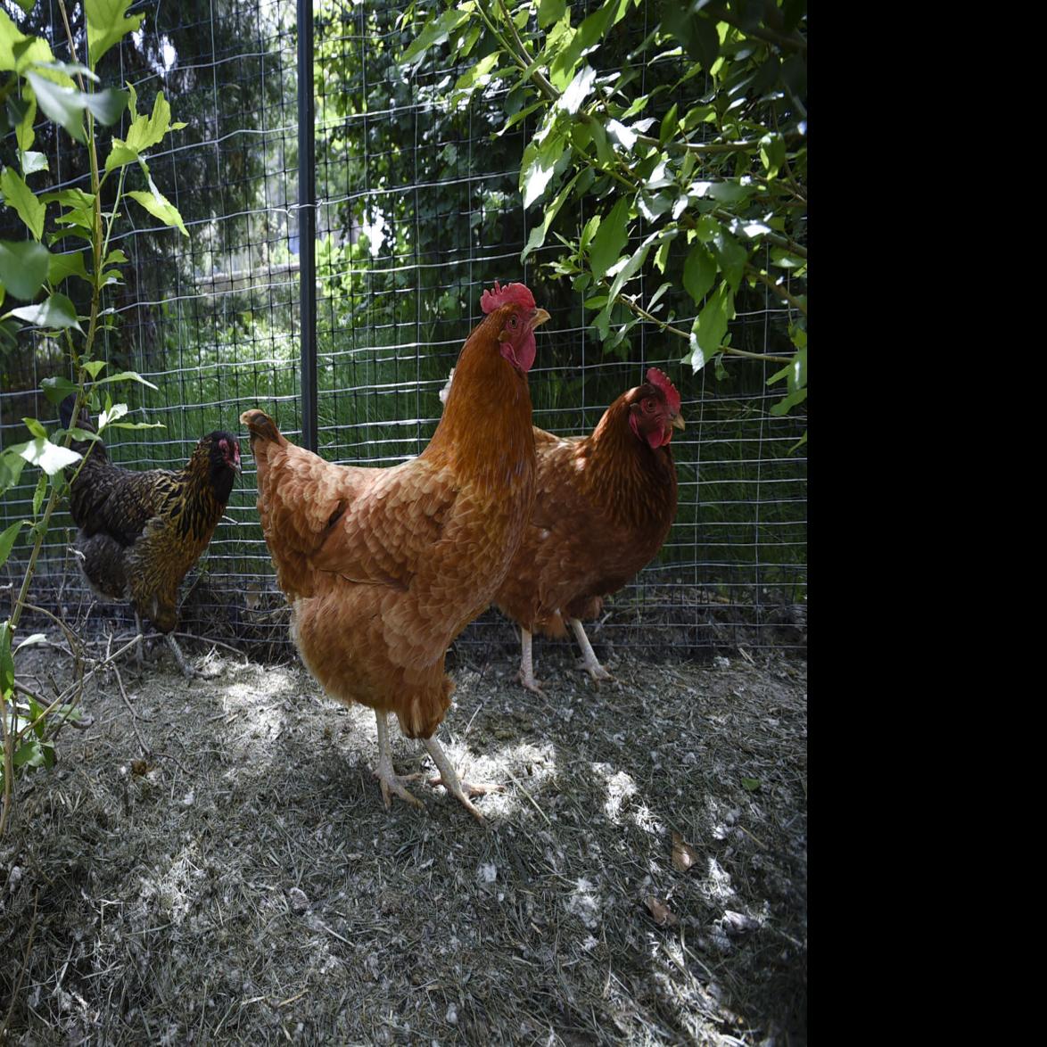 Backyard Chicken Care Workshop Slated For Saturday At Moon