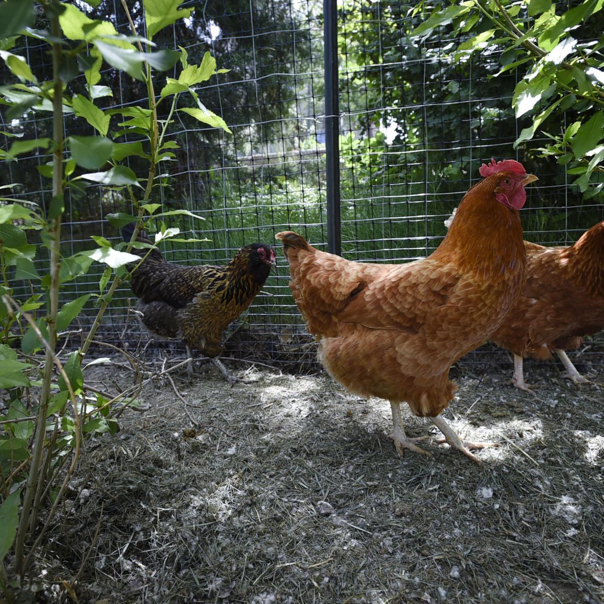 Backyard Chicken Care Workshop Slated For Saturday At Moon