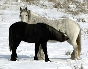 Ghost herd: Wild horses make rare appearance