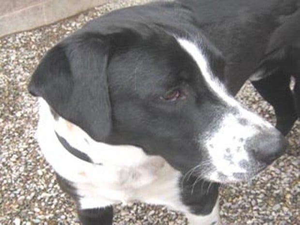 Perché Leone Il Cane Fifone è Stato Cancellato