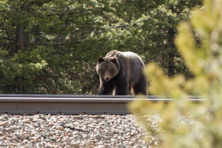 Wildlife conservation groups sue over lack of plan for railroad to reduce  grizzly deaths in Montana
