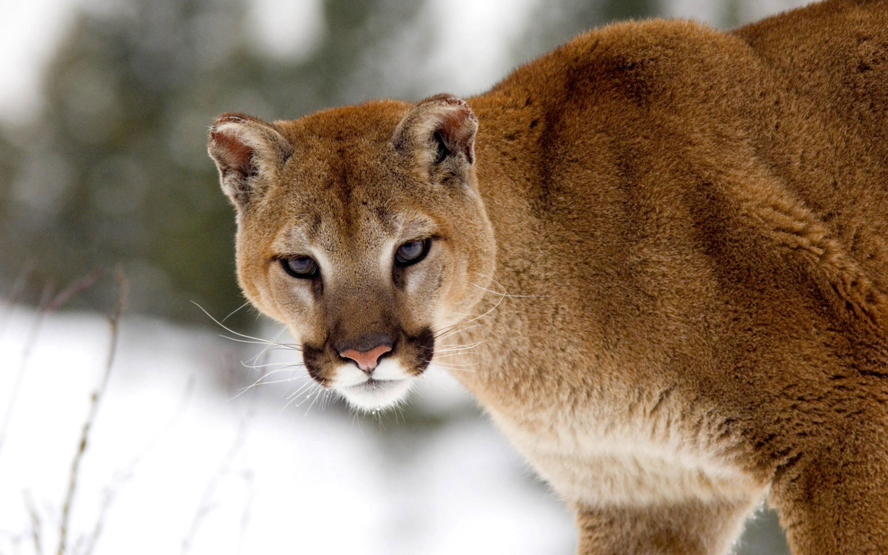 wolf vs mountain lion wolf vs mountain lion