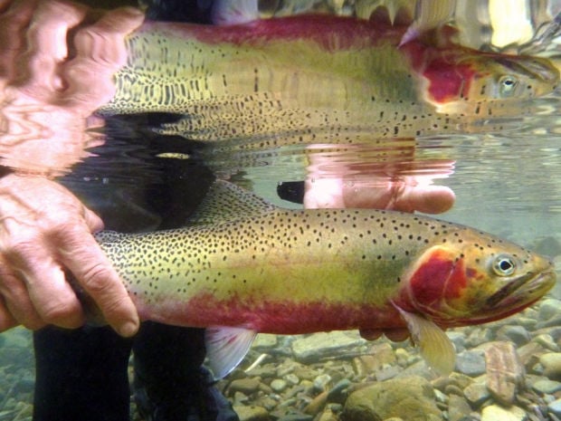 how to catch unique cutthroat trout colorado fishing planet