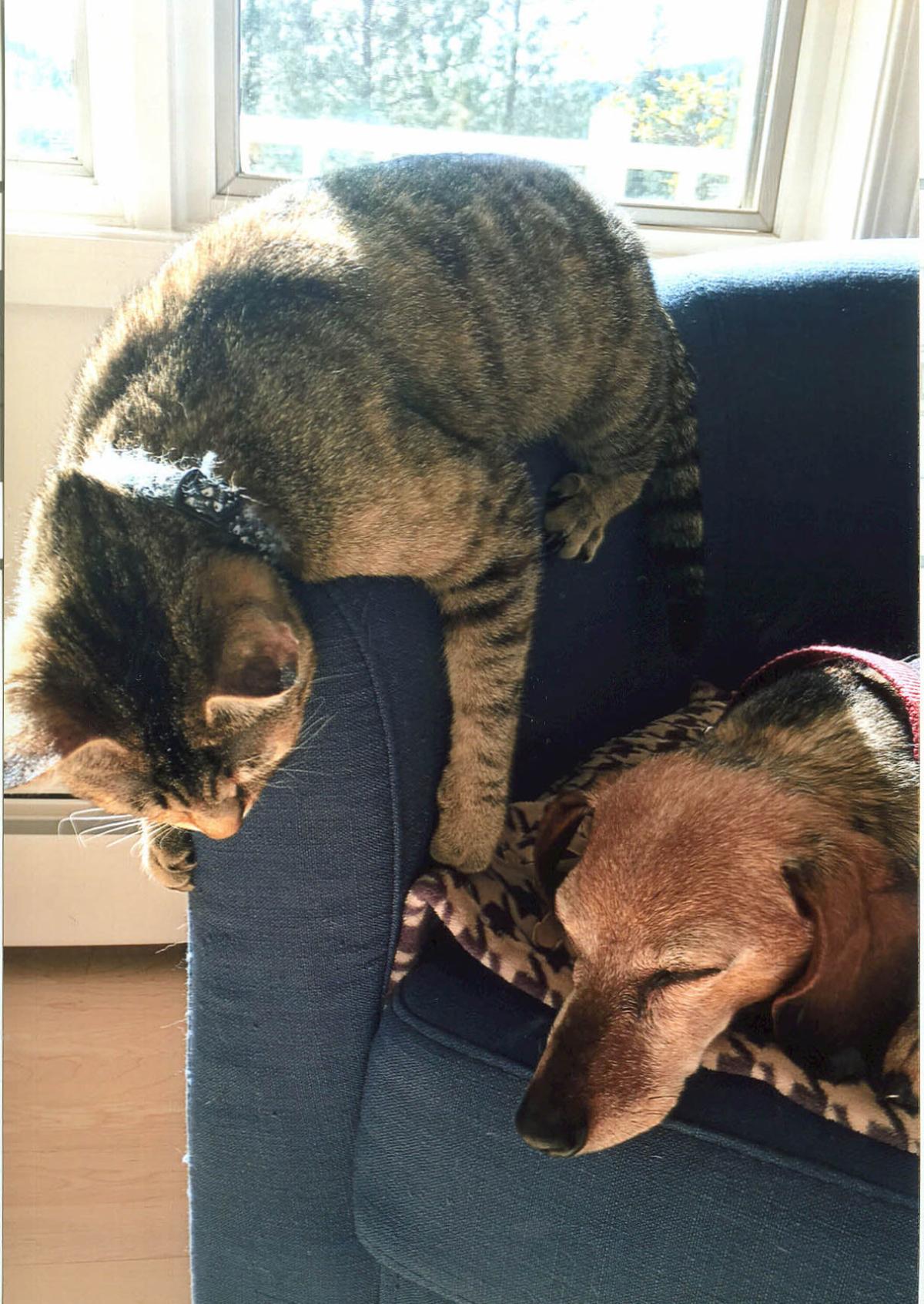 How A Dog Person Became A Cat Person Too Columnists