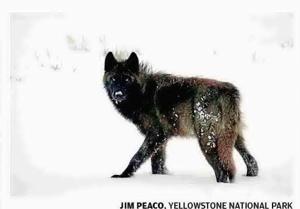 Wolf a social media star after hiker encounter