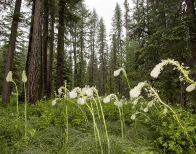 062513 beargrass 1 jr