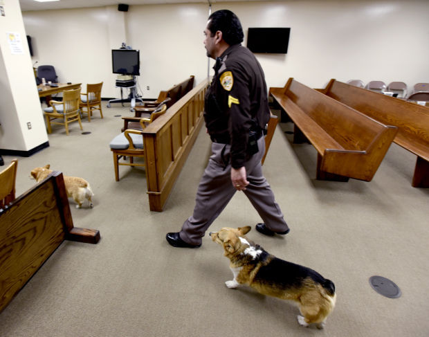 Court canines offer comfort, relieve stress in Missoula courthouse