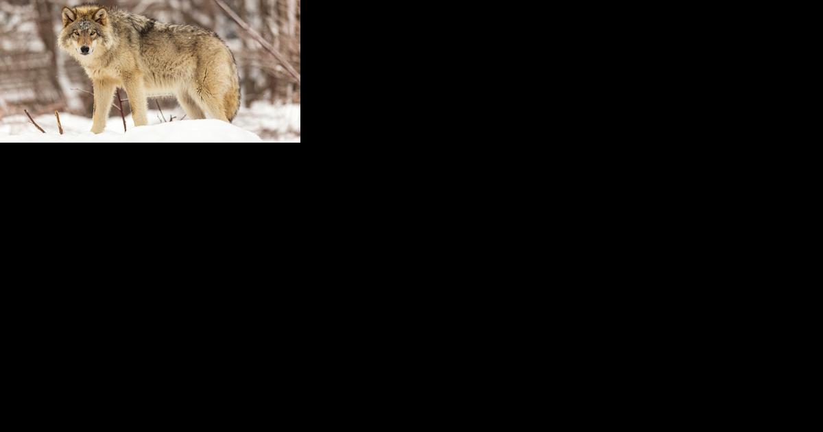 Montanans show increasing tolerance of wolves - Vimarsana News