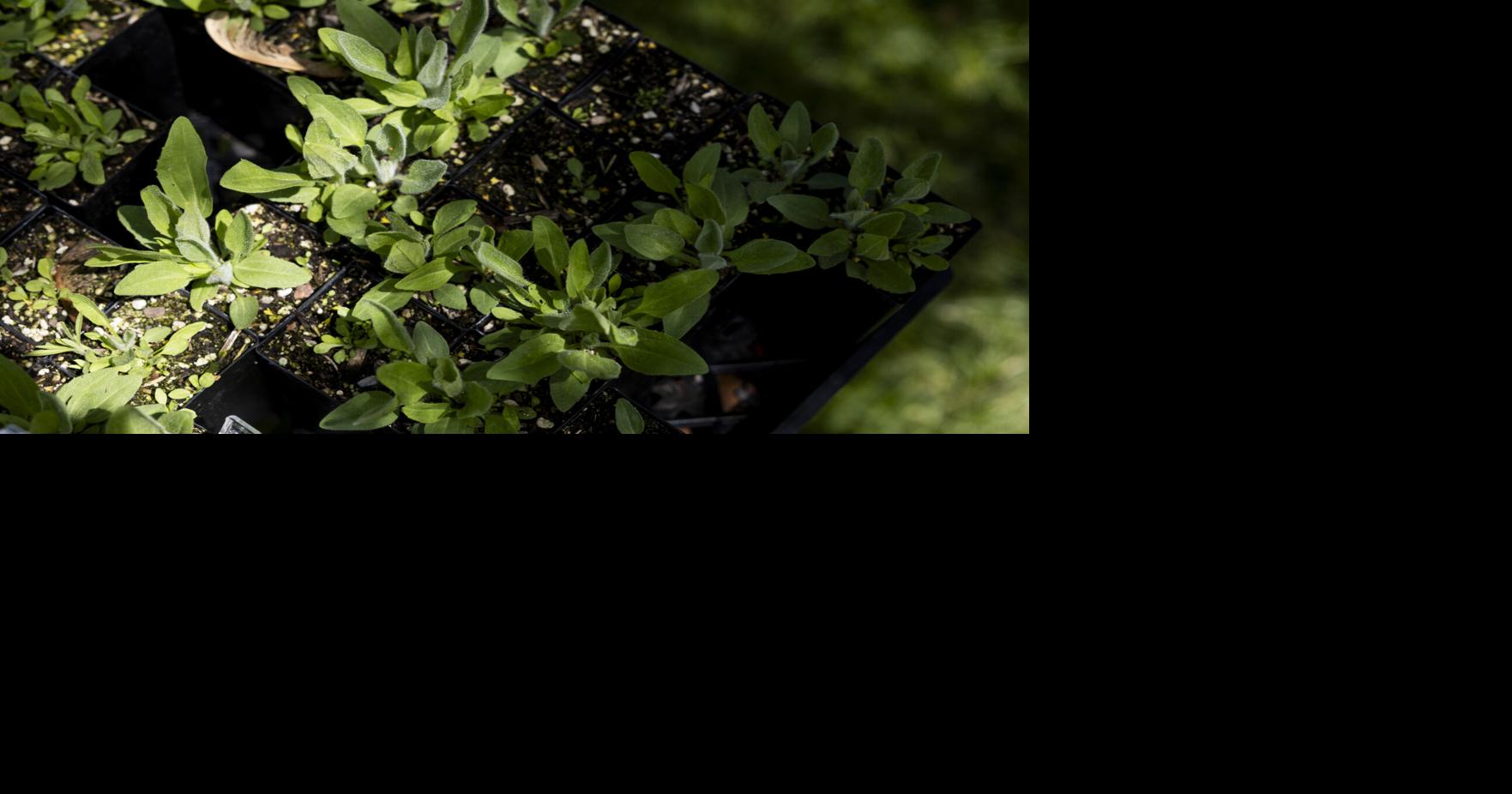 Sunrise Native Plants 04