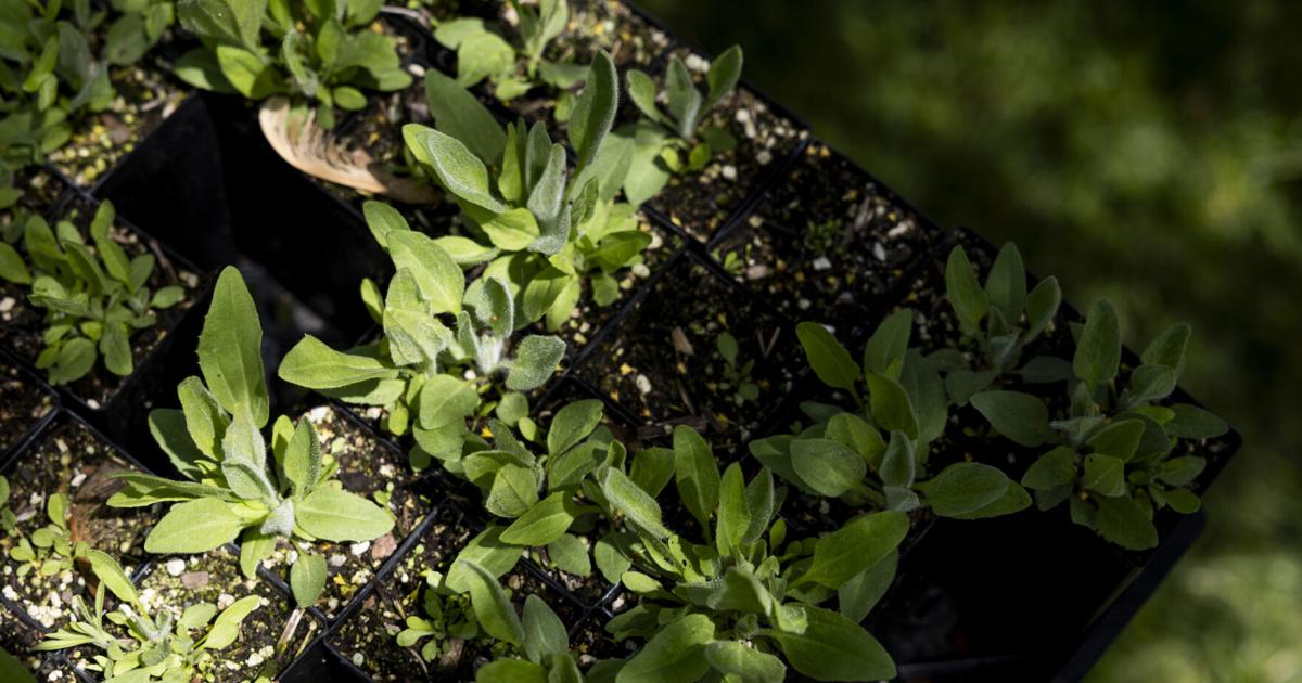 Sunrise Native Plants 04