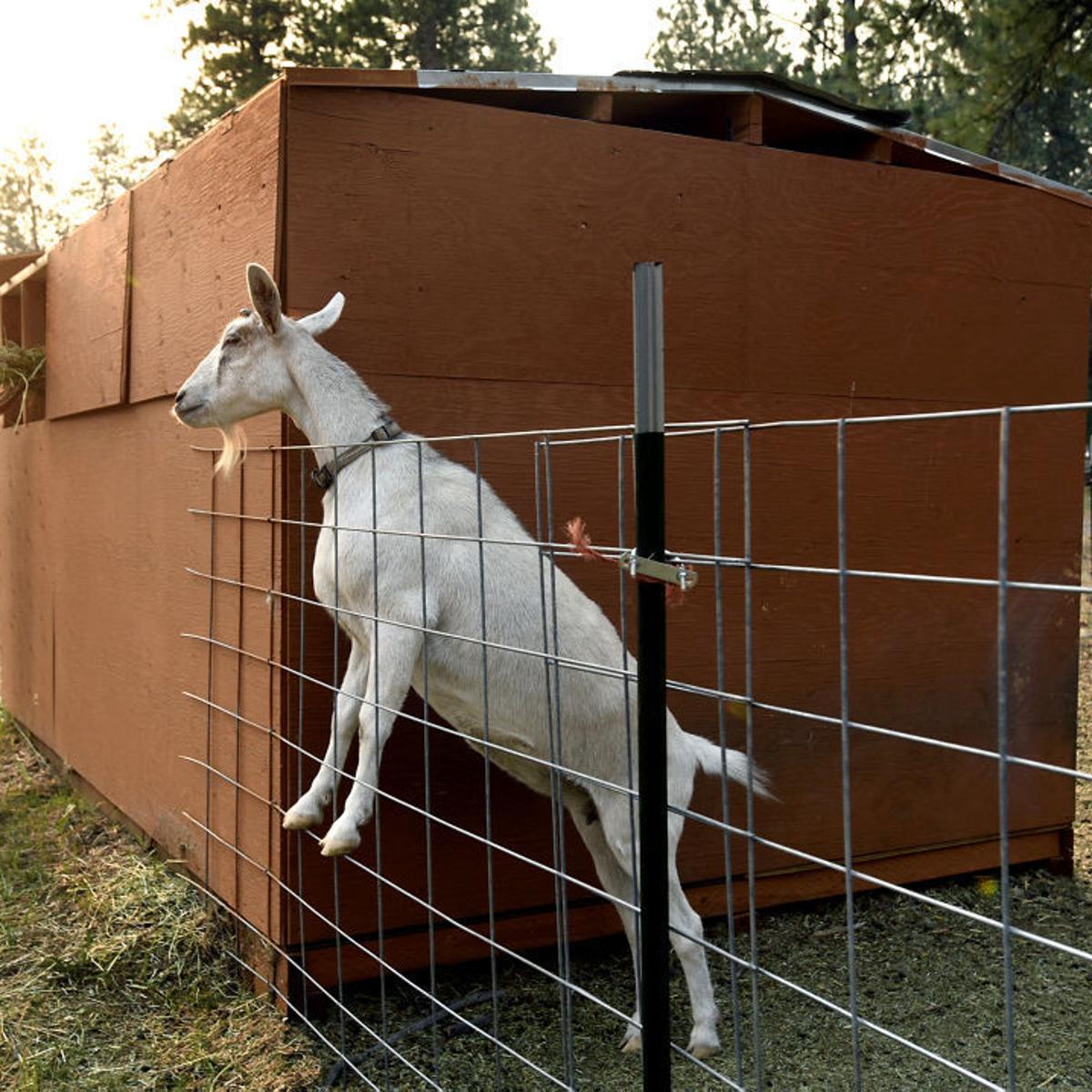Tiny Farm In Hellgate Canyon Offers A Bounty Territory