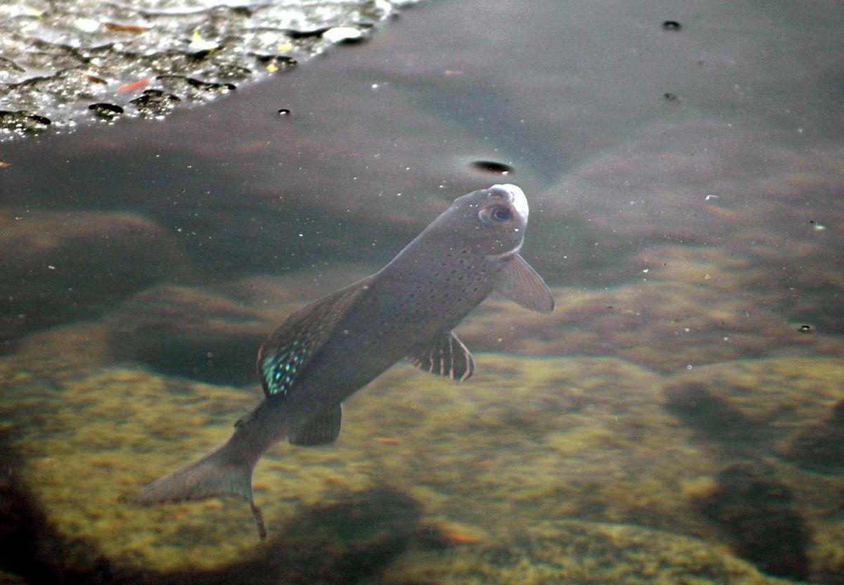 Arctic Grayling file