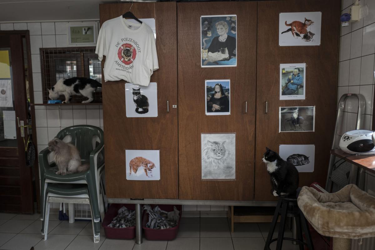 Netherlands Boat For Cats Photo Gallery Missoulian Com