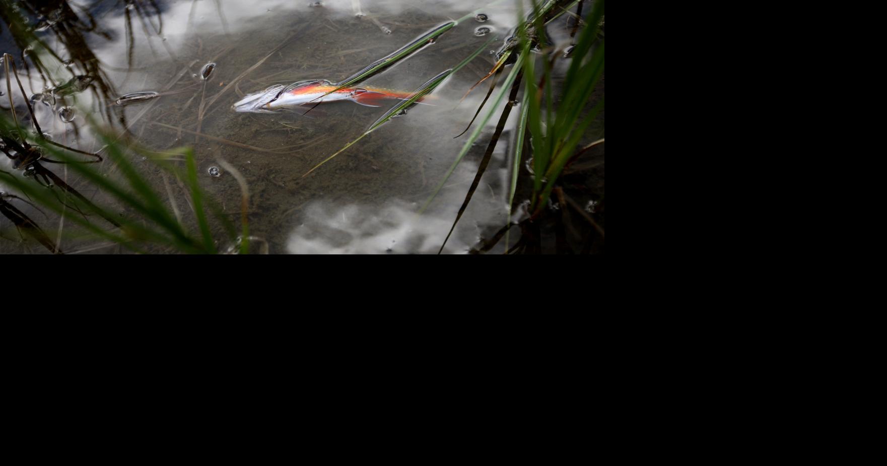 Opinion With trout dying across the Northern Rockies, why is poisoning