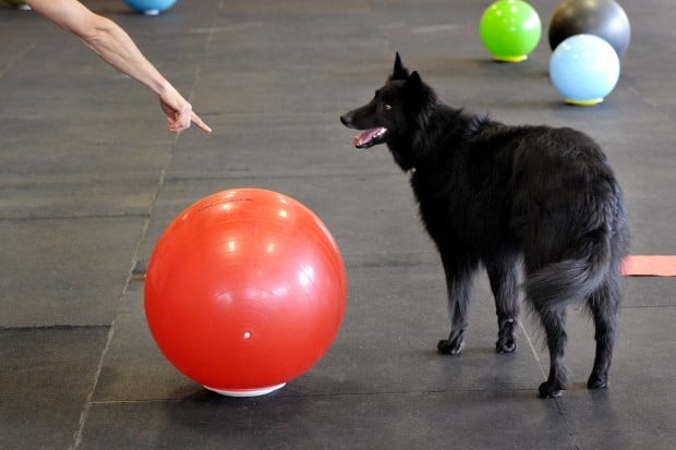 Treibball: Dog Sport Perfect for Herding Breeds and More