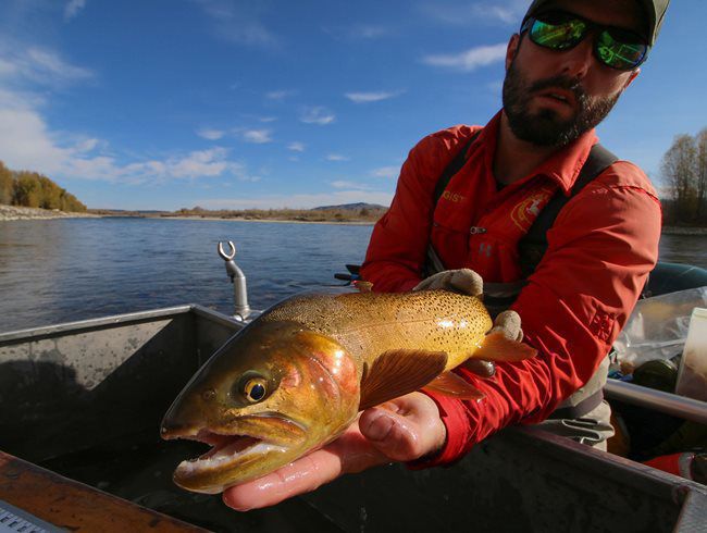 Snake River fish sampling produces beautiful photos