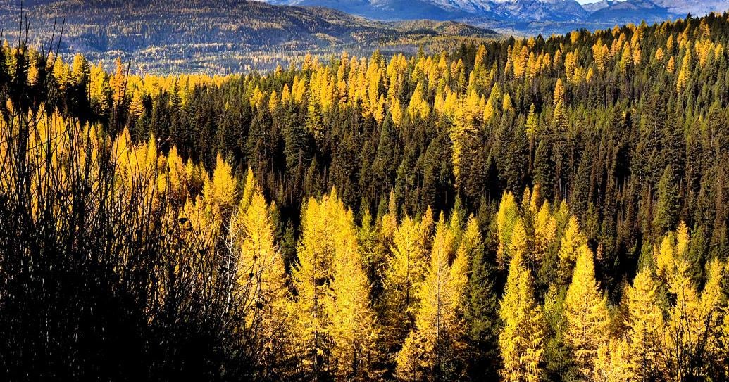 Yellowstone to Yukon initiative celebrates 20 years of conservation ...