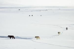 Montana FWP says it might be overcounting wolf population, proposes lower harvest quota