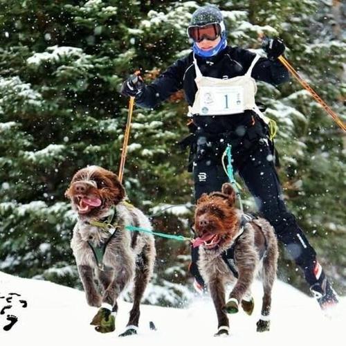 Stolen dreams: Local veterinarian reels after loss of prized dogs