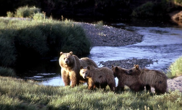 Northside Grizzly Cubs