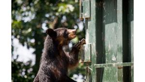 Welcome to 'Bearsville:' Red Lodge sees huge influx of bruins this year