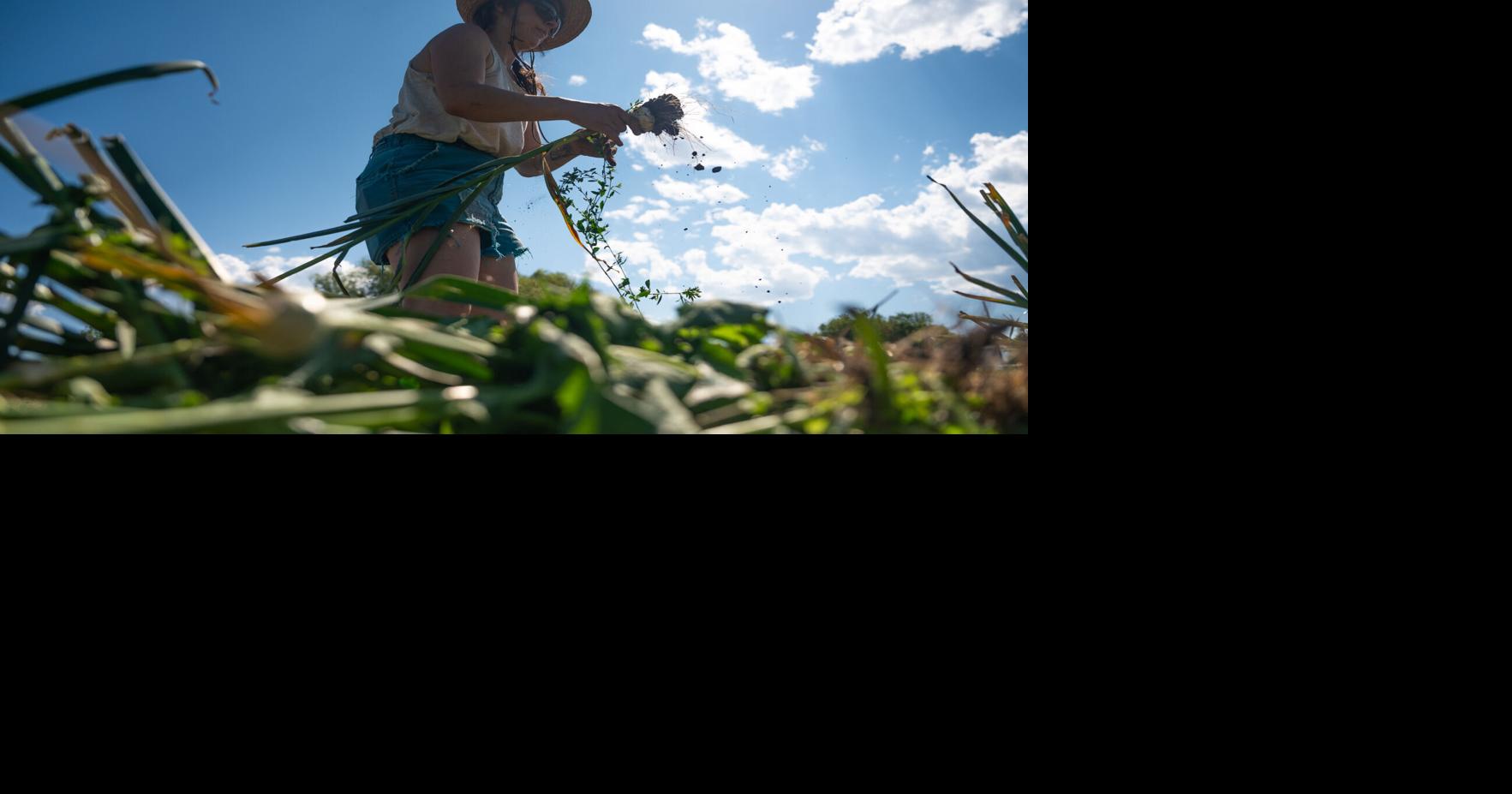 Clark Fork Organics farm in Missoula changing hands