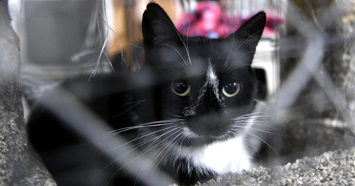 Local animal shelter rescues 66 cats from Reserve Street encampment, draining budget | Local News