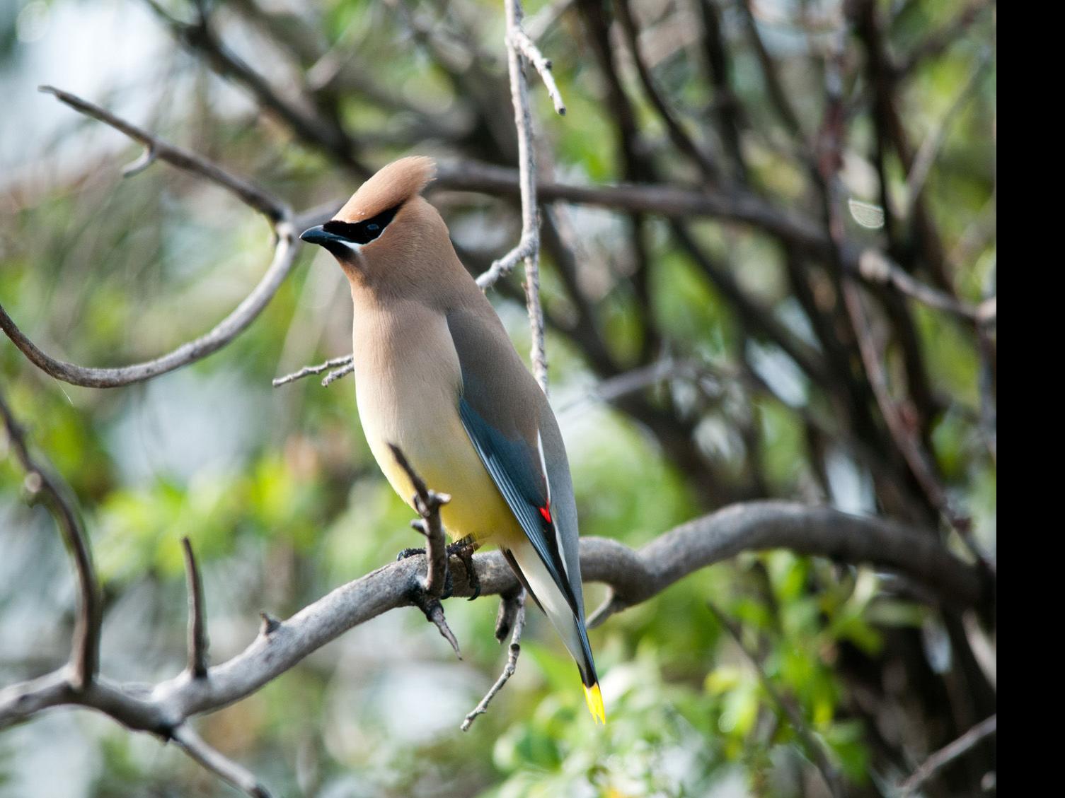 Montana Birding Waxwings Popular With Fall Watchers State