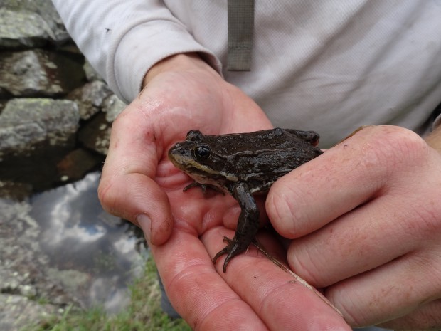 Rocky Mountain College student studies relationship between trout presence  and frogs in Absaroka-Beartooth Wilderness