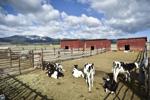 Holstein cows at the dairy farm in Montana State Prison.