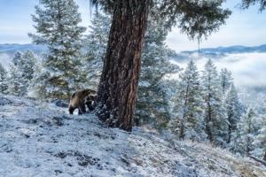 Do no ‘harm’: Feds rescind ESA definition protecting habitat