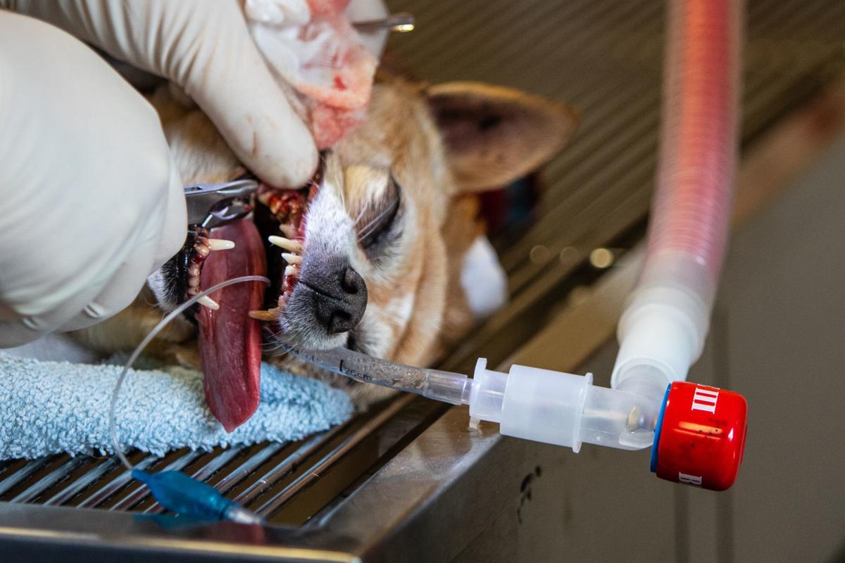 Humane Society Brings On Full Time Vet Revamps Medical Program