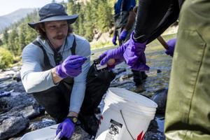EPA dons 'Sherlock Holmes hat,' searches for source of PCBs in western Montana rivers