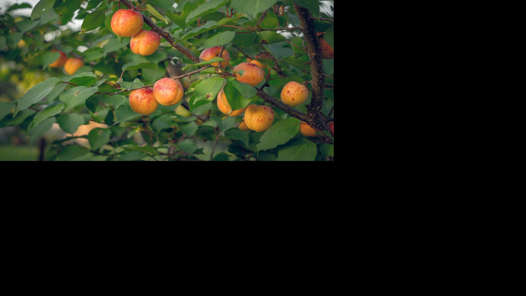 Apricots are orange before they’re ripe Home and Garden