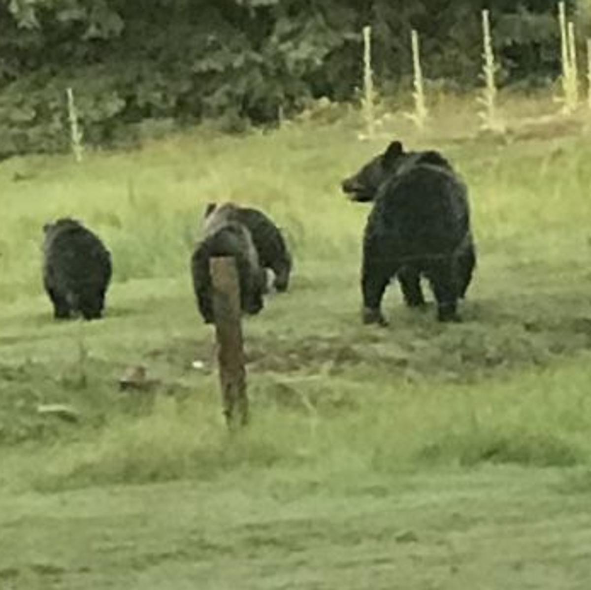 Six Nw Montana Grizzly Bears Killed In Single Week Local News
