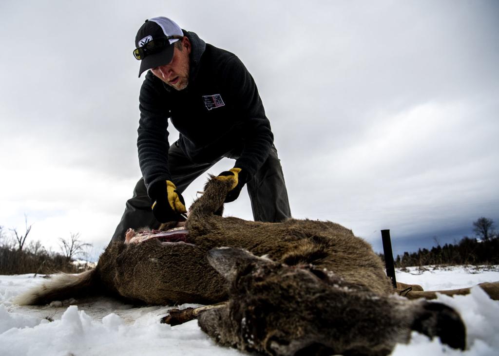 Eagle Fever Runs High At Bitterroot Research Project Local News Missoulian Com