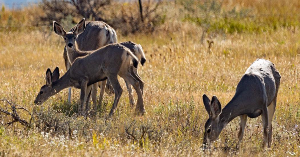 Montana FWP hopeful recent rains will help north-central Montana's hurting mule deer herds