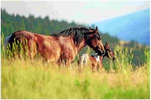 FINAL COMMENT ON WILD HERD