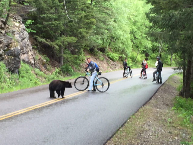 biking the going to the sun road