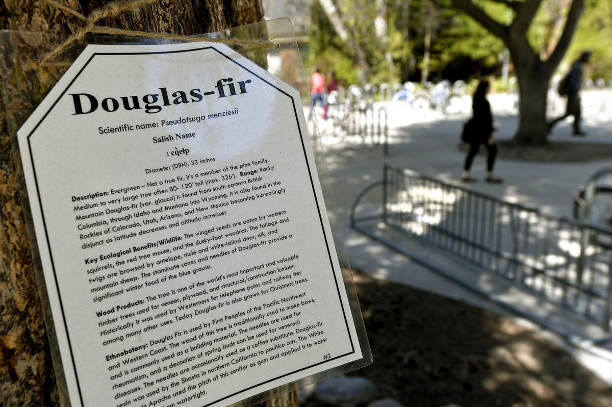University Of Montana Professor Sparked Passage Of Native