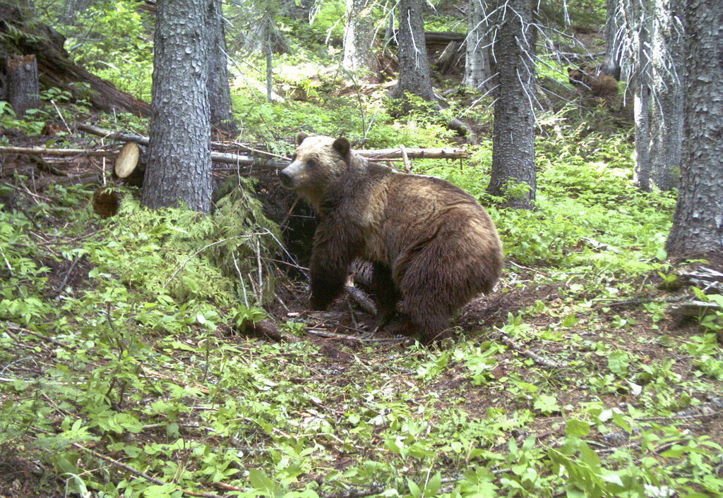 Bear with 3 Cubs Captured Weeks After Deadly Attack on Hiker in Italy