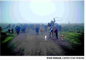 BLM, Forest Service Grazing Action Plan threatens wildlife, group contends