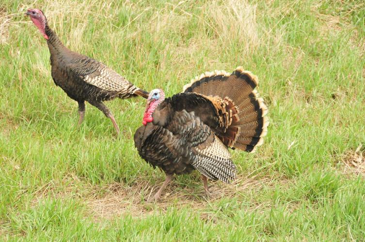 Double Gobble: The tale of Montana's two types of turkeys Double Gobble: The tale of Montana's two types of turkeys
