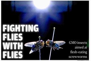 FIGHTING FLIES WITH FLIES