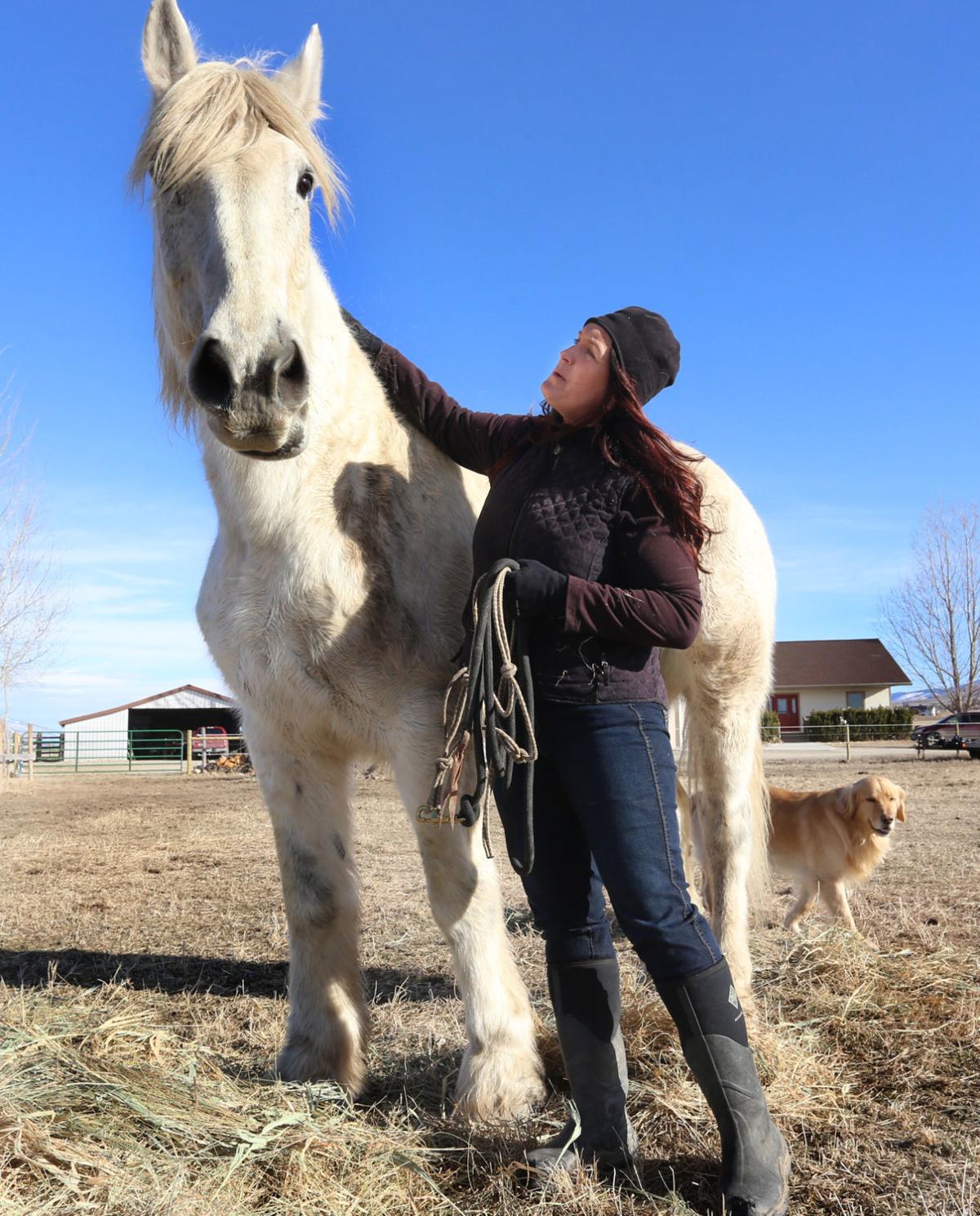One horse at a time: Corvallis woman rescues draft horses ...