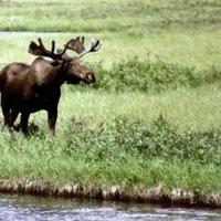 Key to saving Yellowstone relies on communicating science