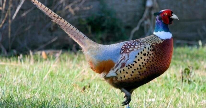 Fish and Wildlife Commission supports expansion of pheasant program