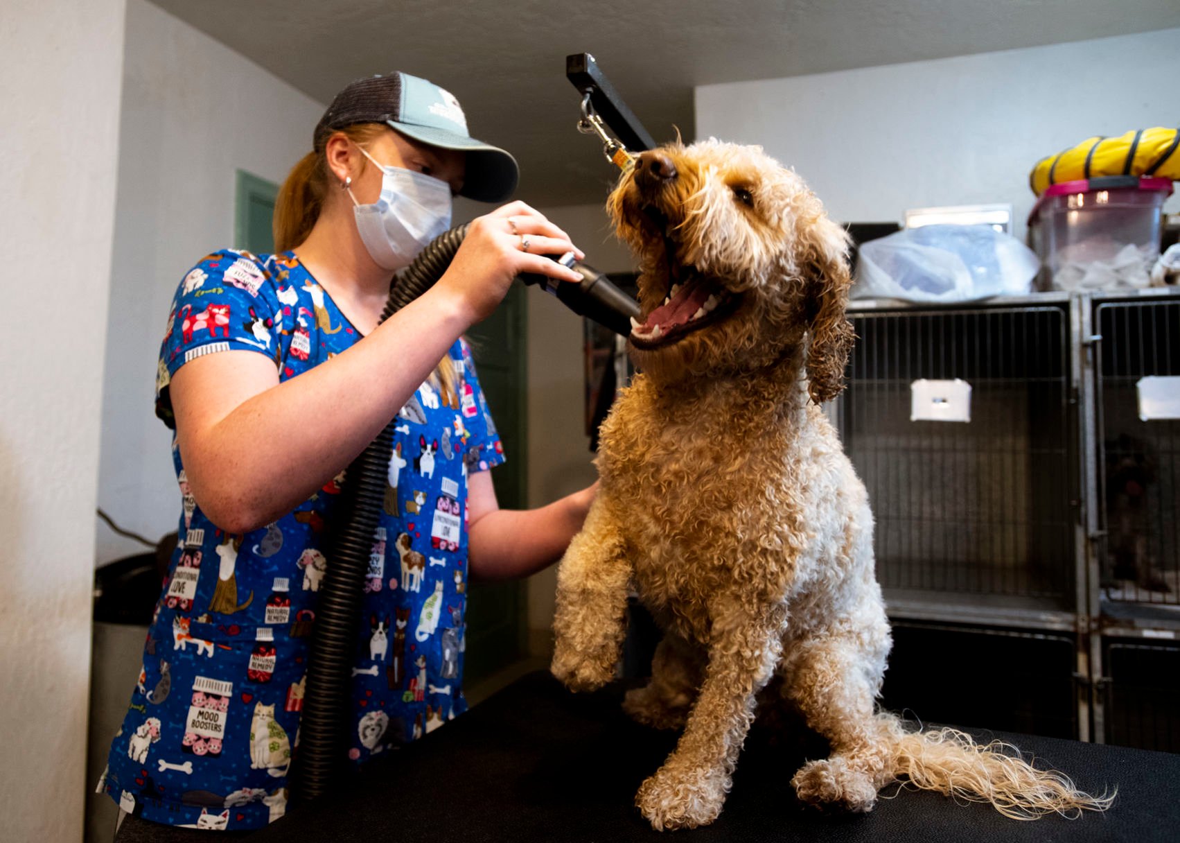 local pet groomers