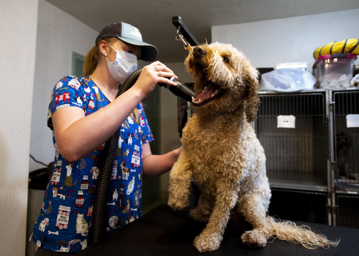 Missoula pet groomer manages COVID19 restrictions during busiest season Local News